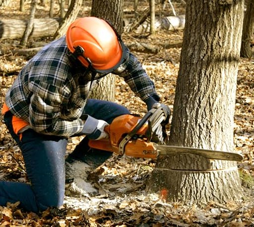 Tree Removal in Kingston, TN